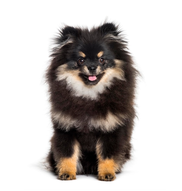 Pomeranian 1 year sitting against white background