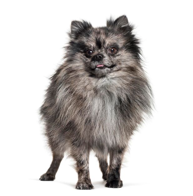 Pomeranian 5months standing against white background