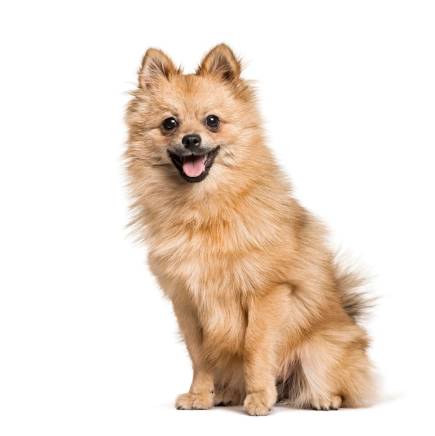 Pomeranian 7months sitting against white background