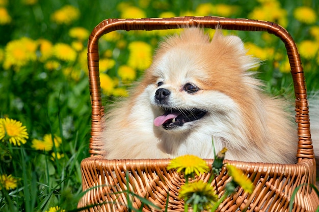 Pomeranian in a basket on a field of dandelions