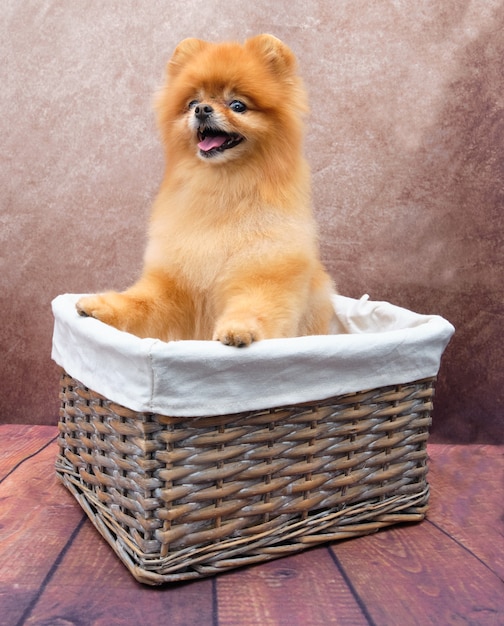 Pomeranian in a basket on a vintage, front view. The dog stands on its hind legs