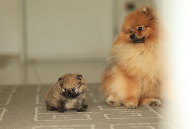 Фото Померанский милый пушистый очаровательный шпиц и маленький щенок