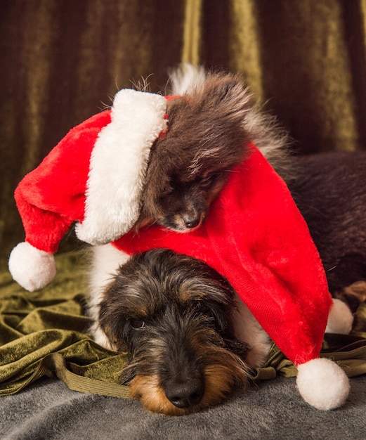 ポメラニアン犬とダックスフンド犬がクリスマスのサンタ帽子で寝ています。