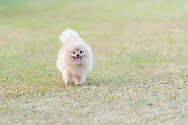 Pomeranian die op het groene gebied loopt