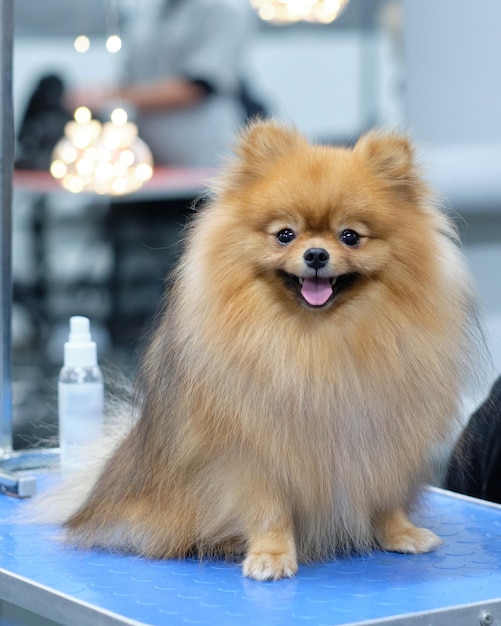 Un cane di pomerania in un primo piano del salone di bellezza animale