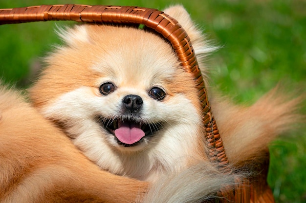 Pomeranian dog in a basket with a smile on his face