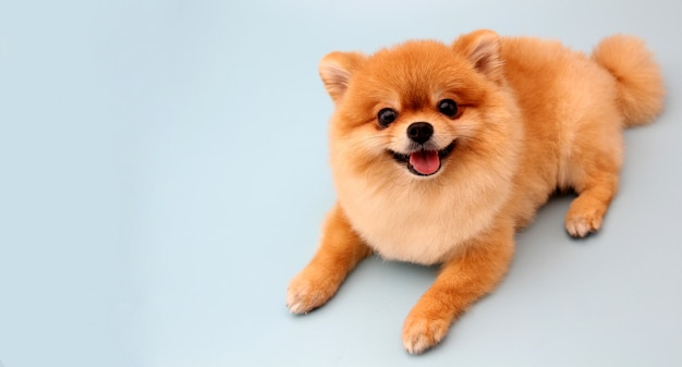 Pomeranian dog on blue 