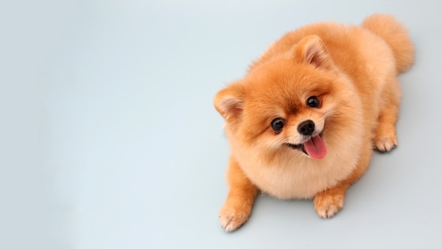 Pomeranian dog on blue.  