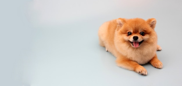 Pomeranian dog on blue 