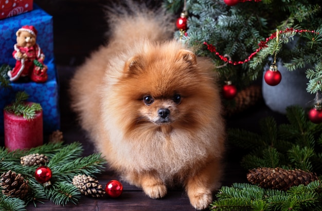 暗い背景の木のクリスマスの装飾のポメラニアン犬