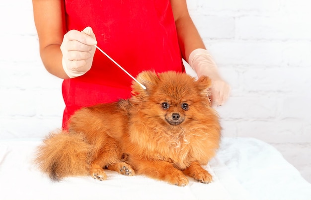 Pomeranian dog on examination by a veterinarian. Pet care.