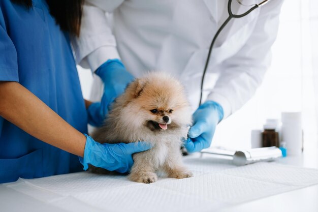 포메라니안 개는 수의과 진료 예약 중에 백신 주사를 맞고 있습니다.