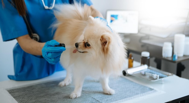 Pomeranian dog getting injection with vaccine during appointment