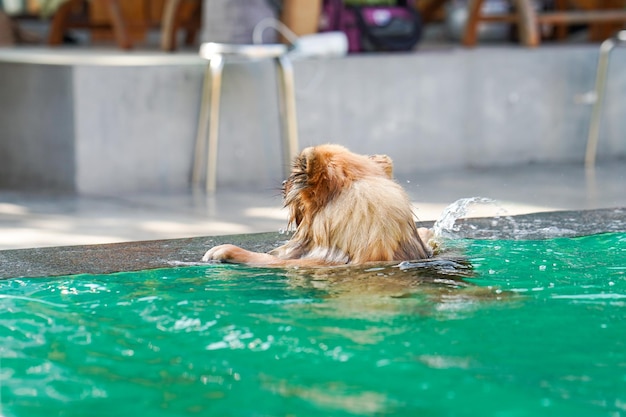 ポメラニアン犬は午後に緑のプールで水しぶきで泳いでいます