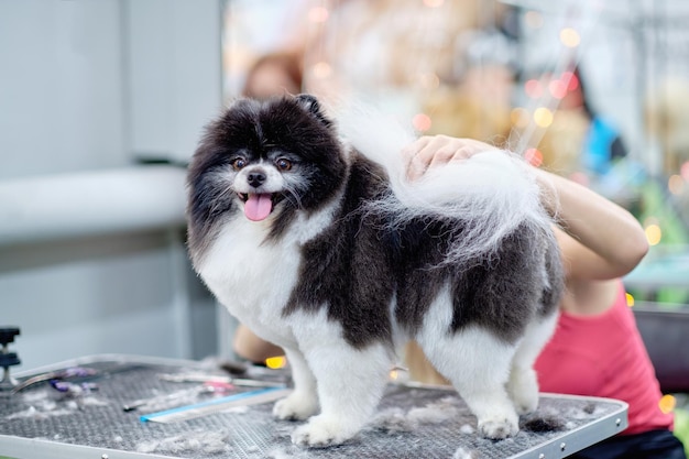 ポメラニアン犬はグルーミング テーブルの上で白と黒です テーブルの上のシャーリング ウール スピッツ グルーミング