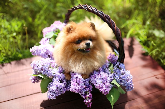 Pomeranian dog in lilac bushes. Lilac. Beautiful dog. Fluffy dog