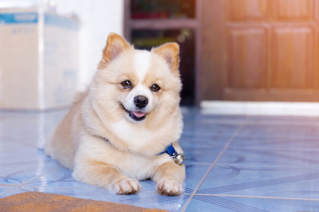 Pomeranian dog looking forward