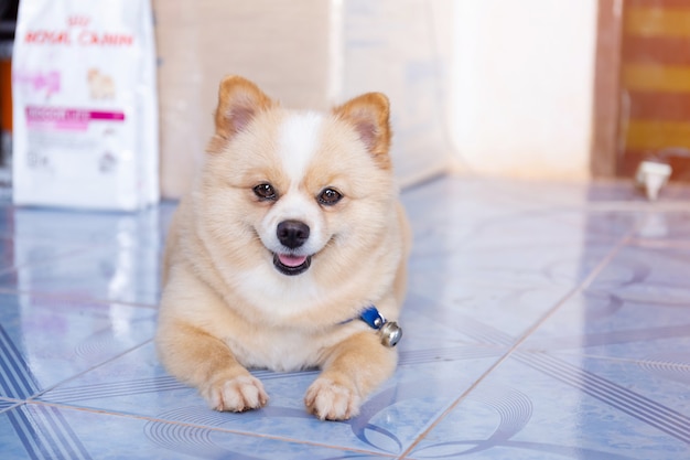 Pomeranian dog looking forward