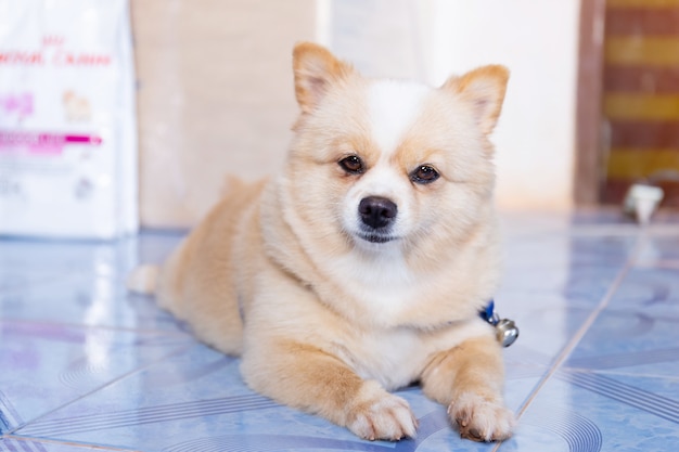 Pomeranian dog looking forward