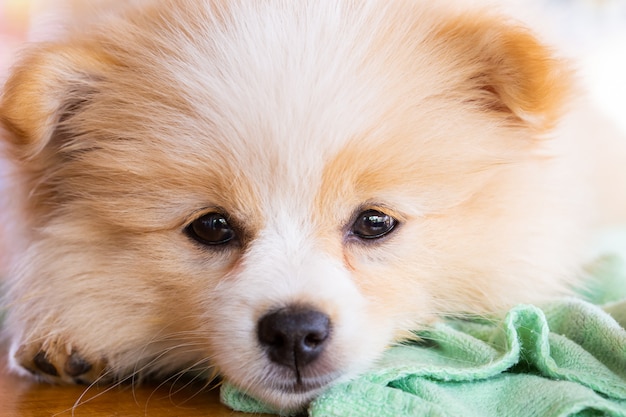 Pomeranian dog looking forward