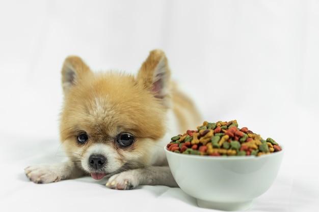 사진 pomeranian 개 아침 하루에 침대에 외로운 거짓말.