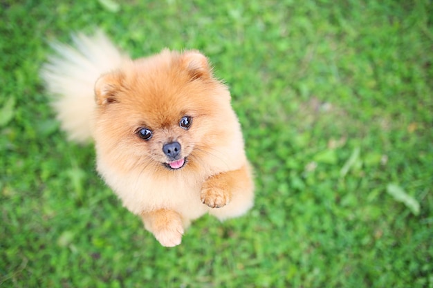 屋外のポメラニアン犬。美しくて賢い犬