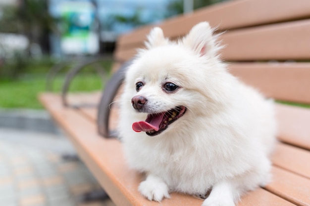 Pomeranian dog sit wooden bench