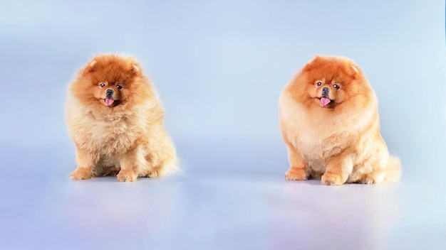 A Pomeranian dog sits on a light background with unkempt fur and after a haircut at a specialist in a beauty salon