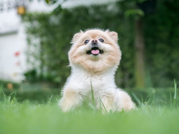 写真 ポメラニアンの犬は芝生に座っています。