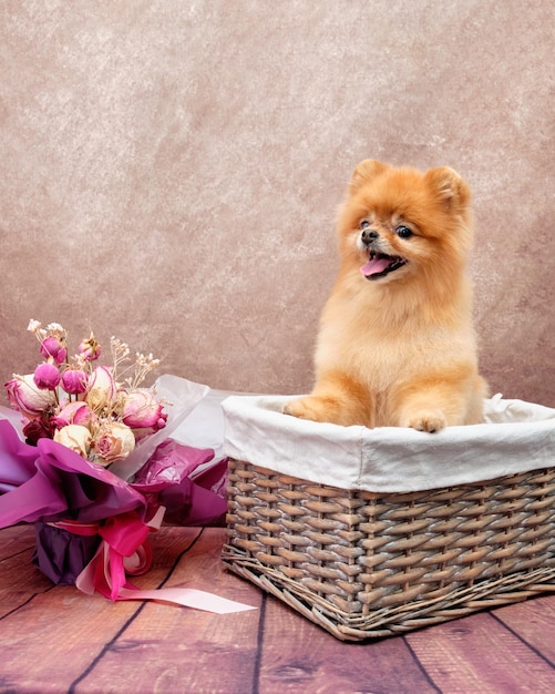 A pomeranian dog sits in a rattan basket next to a bouquet of flowers on a vintage background The concept of a festive mood