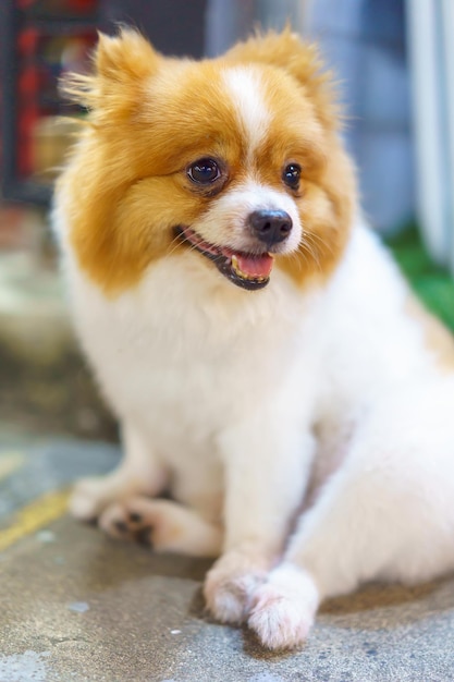 Pomeranian dog sitting on the concrete floor