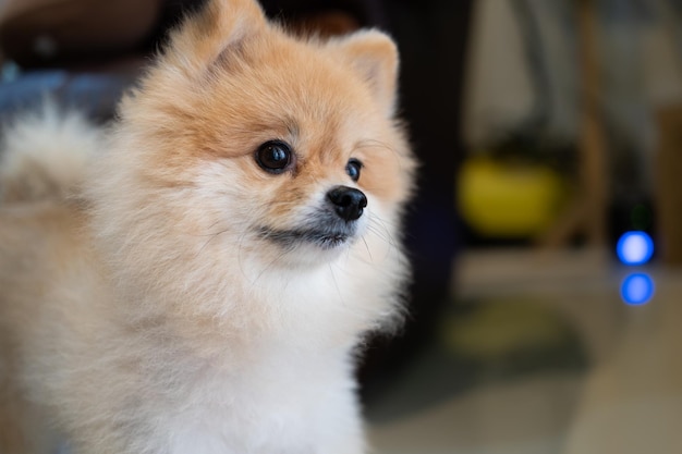 Foto pomerania cane seduto alla porta e vuole uscire un cane davanti a una porta d'ingresso