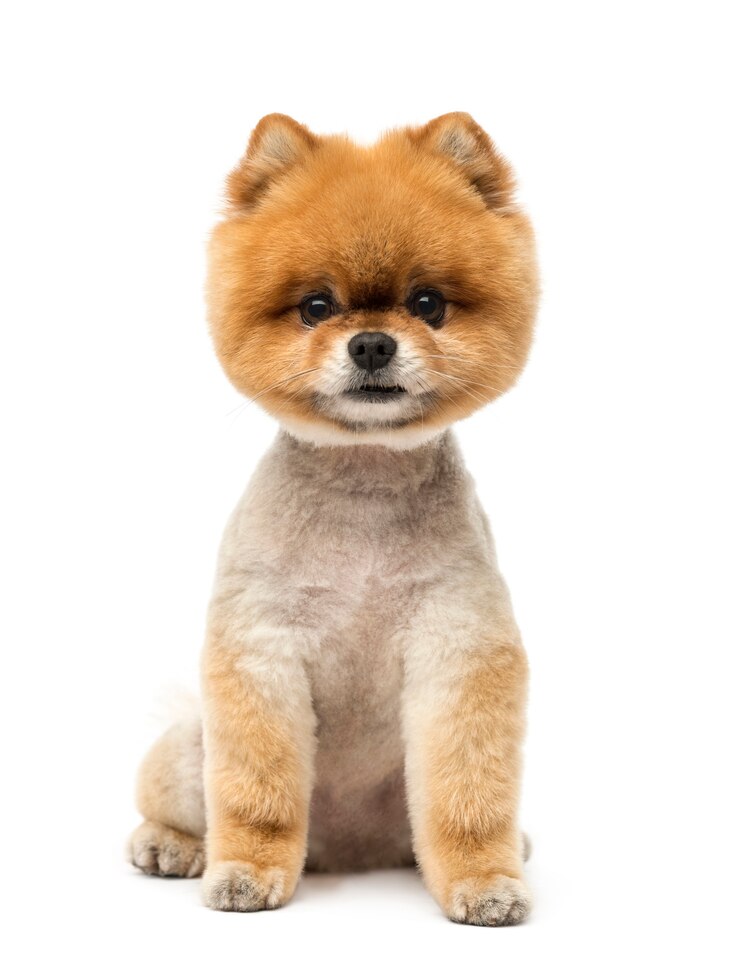 Photo pomeranian dog sitting and looking at the camera