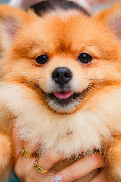 Il cane di pomerania sorride così carino, bellissimo cane di pomerania.