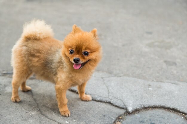 ポメラニアンの犬は通りに立つ