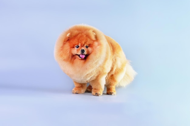 Pomeranian dog standing in front of a blue background after grooming