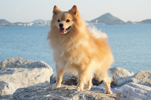 사진 바위 위 에 우아 하게 서 있는 포메라니아 개 - 배경 에 있는 바다