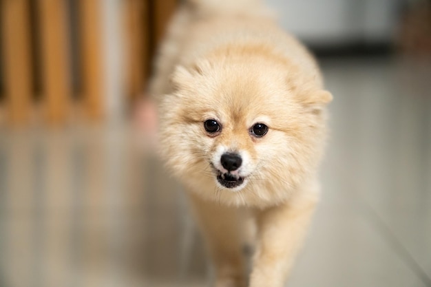 ポメラニアン犬が立って飼い主に向かって歩く幸せな表情のペットが到着を待っています