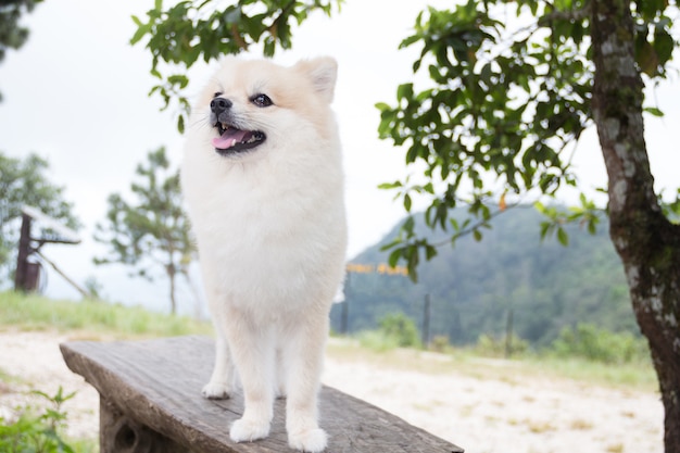 ポメラニアン犬、国立公園の木版画に立つ