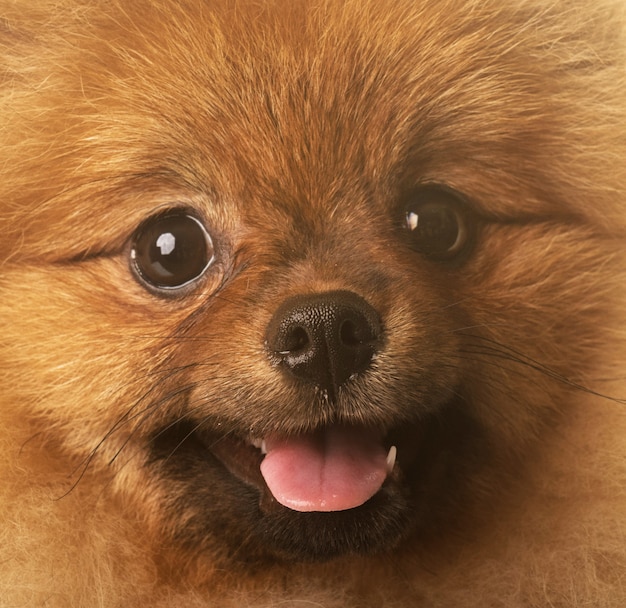 pomeranian dog in studio