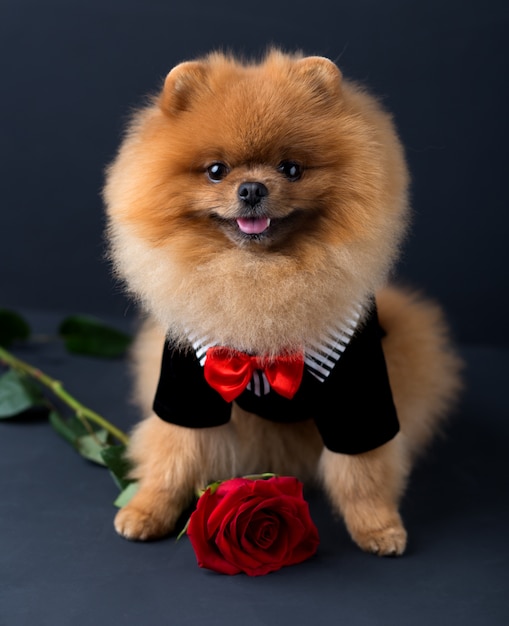 어두운 벽에 빨간 장미와 함께 소송에서 Pomeranian 개. 낮은 키에 강아지의 초상화