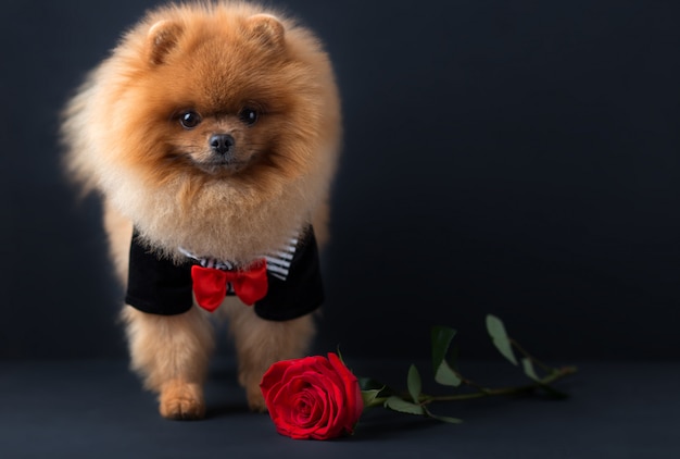 Pomeranian dog in a suit with a red rose on dark wall. Portrait of a dog in a low key