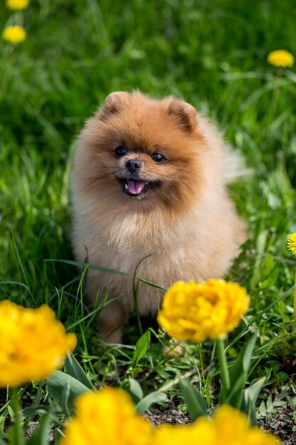 Pomeranian dog in tulips. Dog with flowers in a park