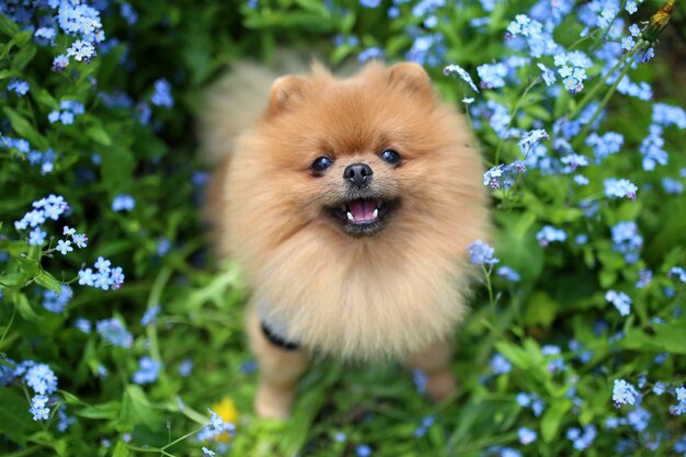 散歩にポメラニアン犬。屋外の犬。美しい犬。忘れな草の花の犬