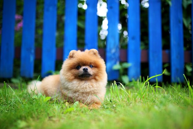 Pomeranian dog on a walk. Dog outdoor. Beautiful dog. Dog out of town