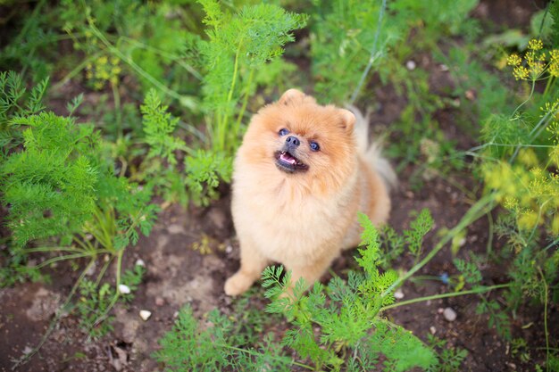 散歩にポメラニアン犬。屋外の犬。美しい犬。町の外の犬