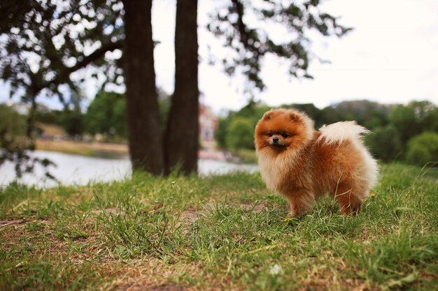 Cane pomeranian in una passeggiata. cane all'aperto bellissimo cane