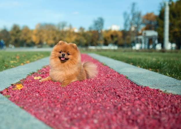 Поморская собака гуляя в парк осени. Красивая и милая собака