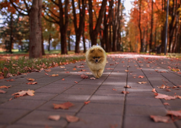 Pomeranian dog walking in autumn park. Beautiful and cute dog