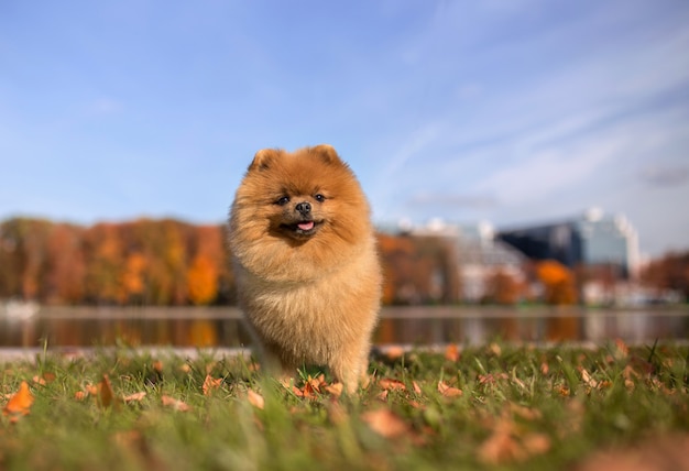 Pomeranian dog walking in autumn park. Beautiful and cute dog